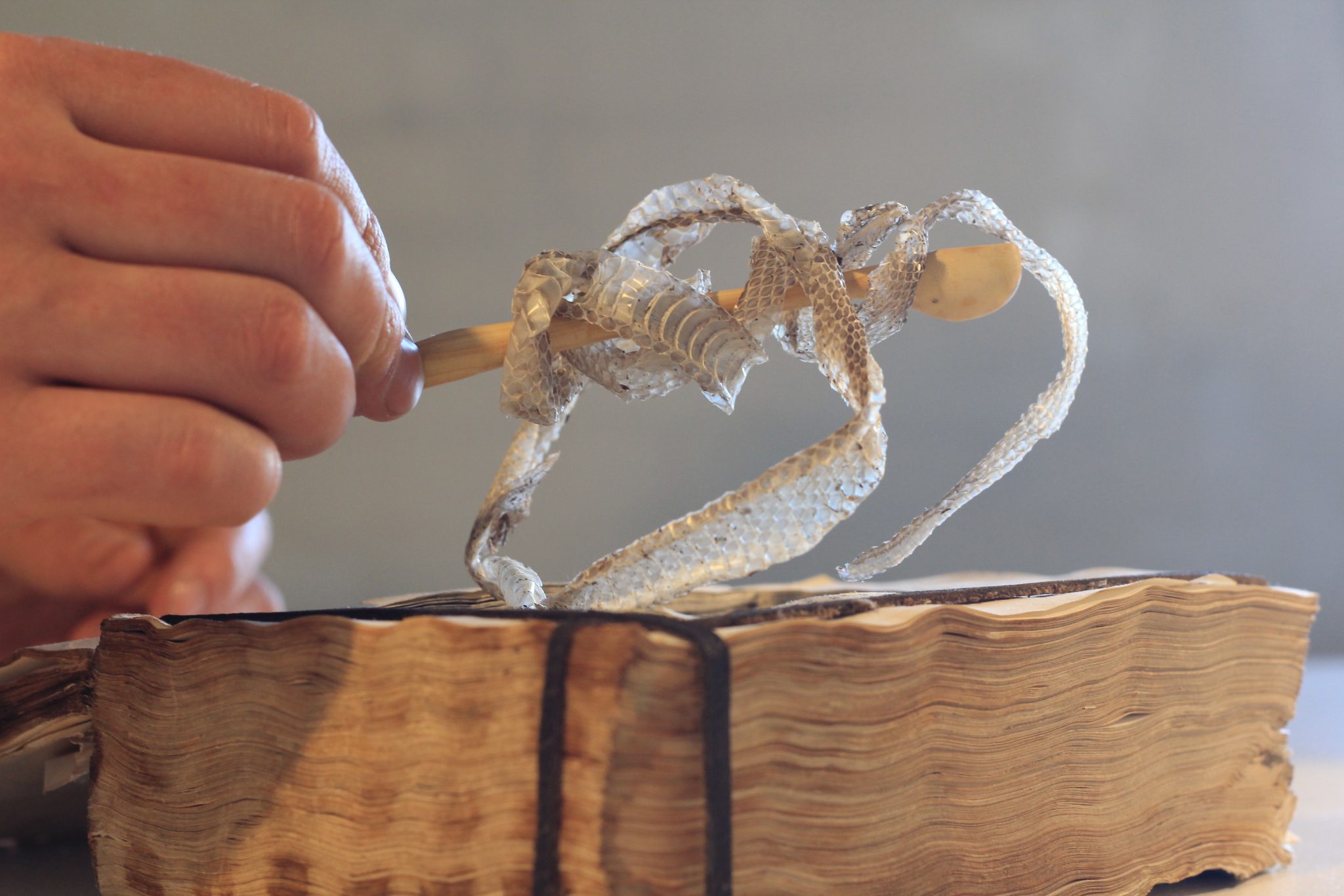carved spoon book snakeskin